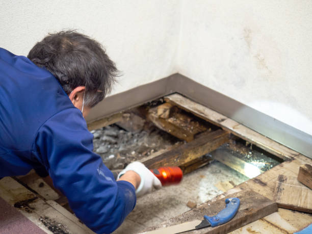 Best Mold Removal Company Near Me  in Desert Hills, AZ
