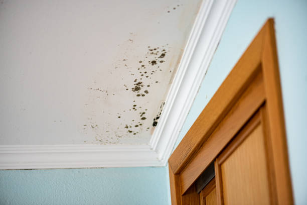 Best Mold Remediation  in Desert Hills, AZ