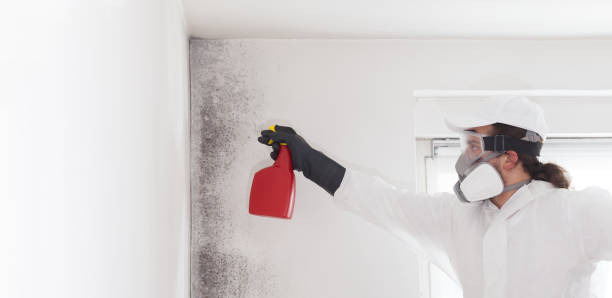 Best Black Mold Removal  in Desert Hills, AZ