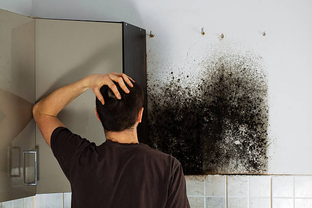 Best Mold Cleaning Services  in Desert Hills, AZ